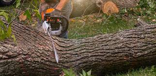 Carnation, WA Tree Removal Services Company